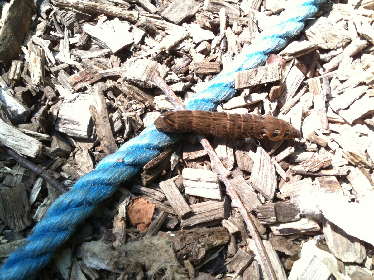 Elephant Hawk Moth Caterpillar